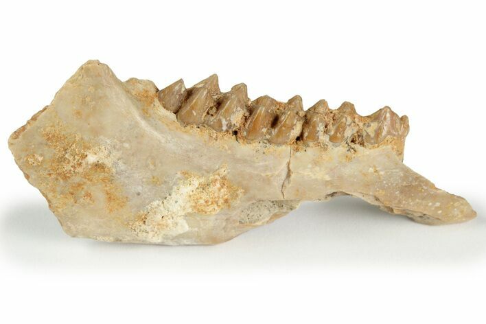 Fossil Early Ungulate (Gelocus?) Jaw - France #218473